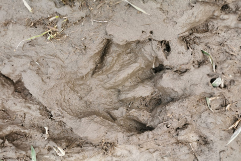 Speuren naar wolven en wilde dieren in Zweden