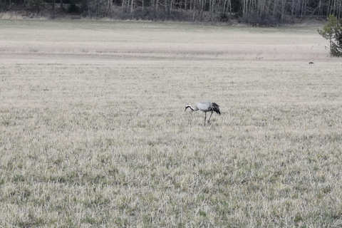 Speuren naar wolven en wilde dieren in Zweden