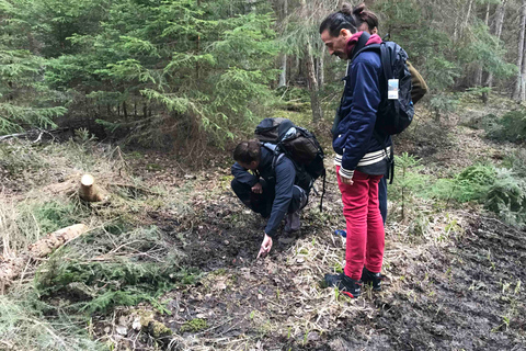 Speuren naar wolven en wilde dieren in Zweden