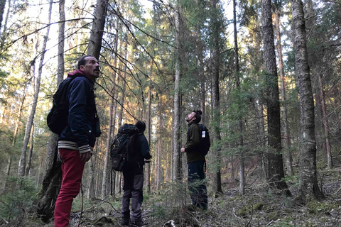 Speuren naar wolven en wilde dieren in Zweden