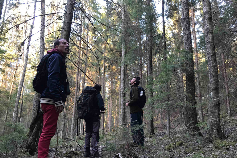 Speuren naar wolven en wilde dieren in Zweden