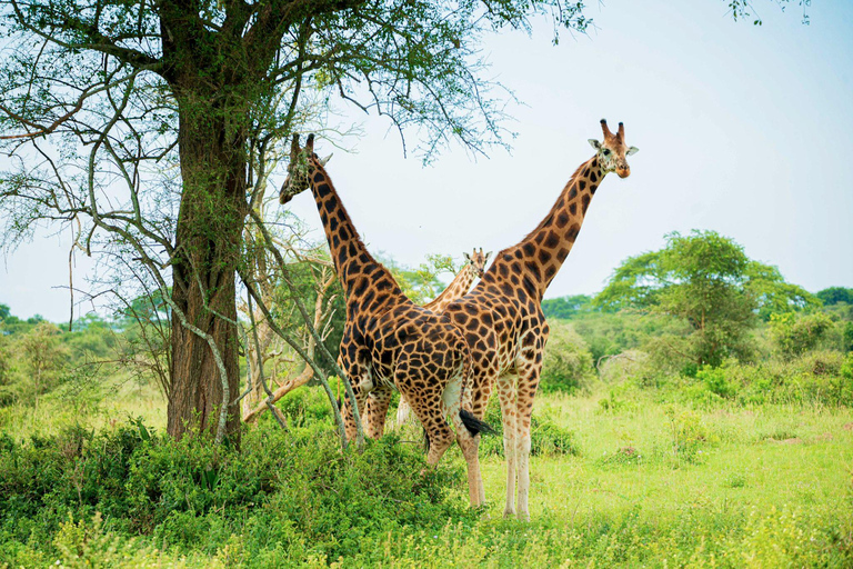 5 Days Uganda Wildlife & Gorilla Safari