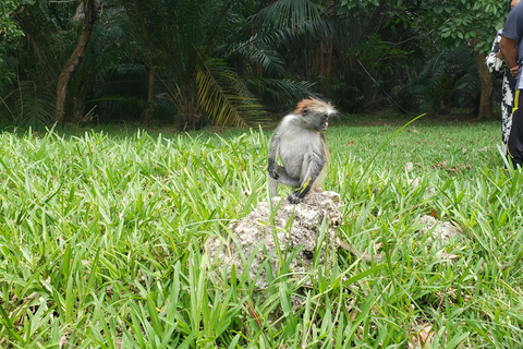 Zanzibar: Jozani forest, Butterfly center & Salaam cave tour Tour with Hotel pick up and drop off included