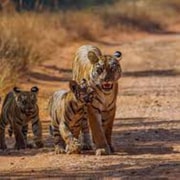 Tadoba National Park: Guided Wildlife Safari | GetYourGuide