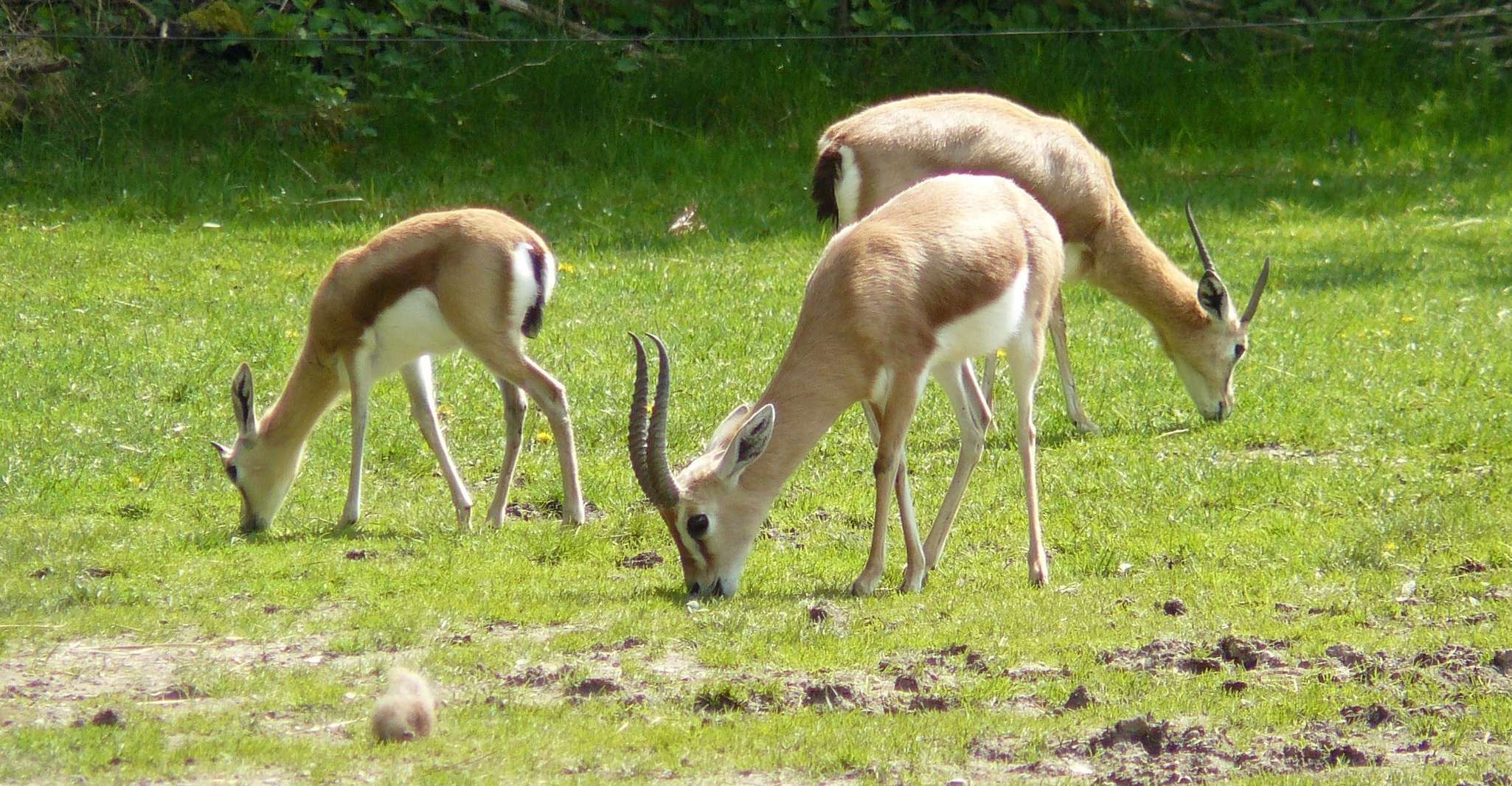 Agadir, Parc national du Souss Visite de la faune d'une demi-journée - Hizvo