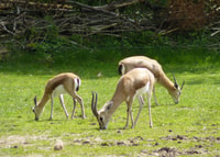 Agadir, Parc national du Souss Visite de la faune d'une demi-journée - Hizvo