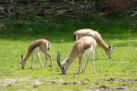 Agadir: Halvdagstur i Souss nationalpark med djurlivAgadir Avresa Souss National Park Wildlife halvdagsutflykt