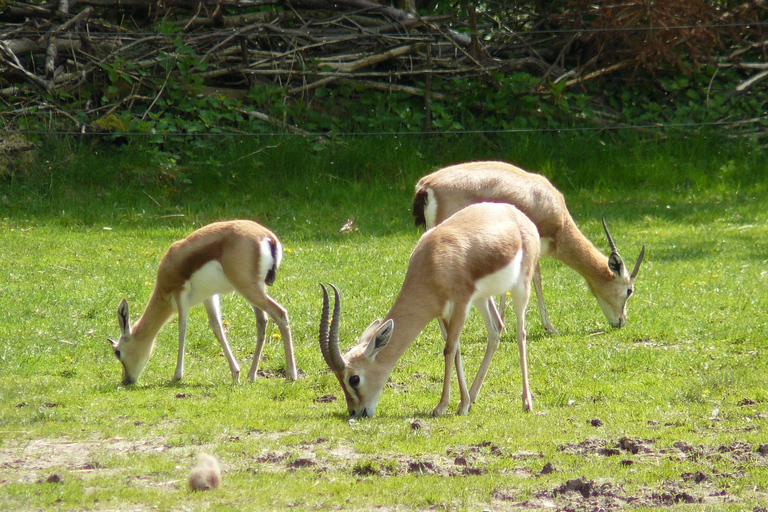 Agadir: Halbtagestour durch den Nationalpark Souss Massa