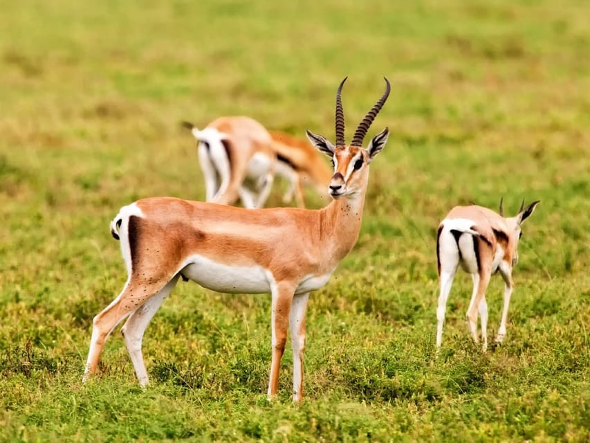 Agadir, Parc national du Souss Visite de la faune d'une demi-journée - Hizvo