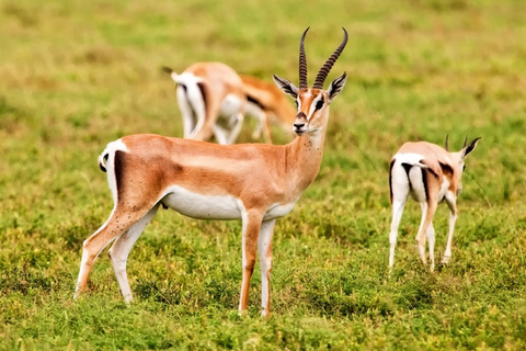 Agadir: Halvdagstur i Souss nationalpark med djurlivAgadir Avresa Souss National Park Wildlife halvdagsutflykt