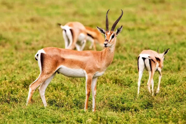 Agadir: tour di mezza giornata della fauna selvatica del Parco nazionale di SoussTour di mezza giornata della fauna selvatica del Parco nazionale di Souss con partenza da Agadir