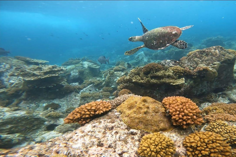 Schnorcheln im St-Pierre Marine Park und an der Anse Petite Cour