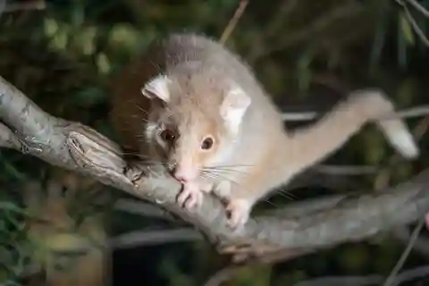 Visite nocturne guidée de la réserve naturelle de Bonorong