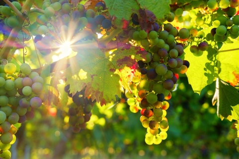 Tour de vinos premium de día completo Vinho VerdeTour Privado Vinho Verde - Todo Incluido