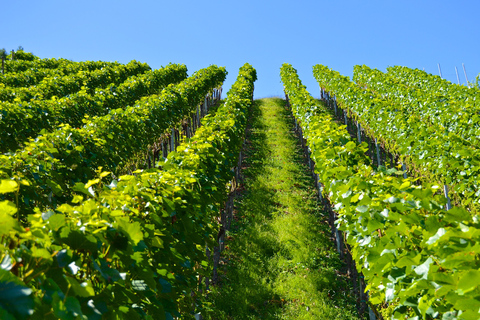 Vinho Verde Full-Day Premium Wine Tour Vinho Verde Private Tour - All-Inclusive