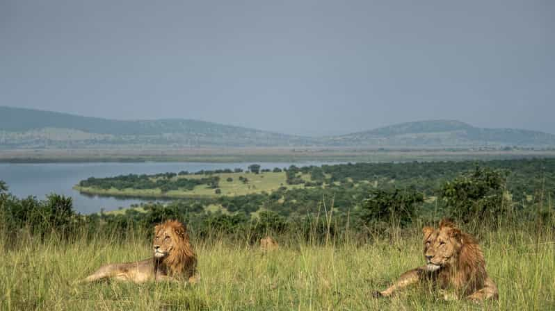 Parque Nacional De Akagera Excursi N De Un D A Con Safari Y Almuerzo