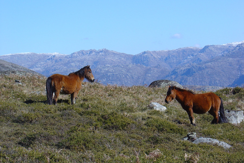 Peneda-Gerês: Full-Day Premium Tour