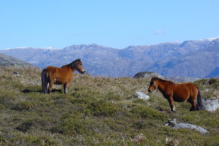 Peneda-Gerês: całodniowa wycieczka premium