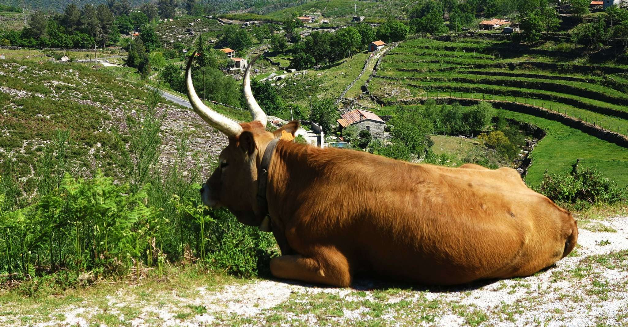 Peneda-Gerês, visite Premium d'une journée - Hizvo