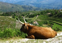 Peneda-Gerês, tour Premium di un giorno intero - Hizvo