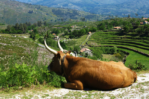 Peneda-Gerês: Full-Day Premium Tour