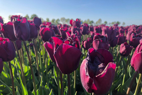 From Amsterdam: Tulip Tour Keukenhof & City Tour Delft