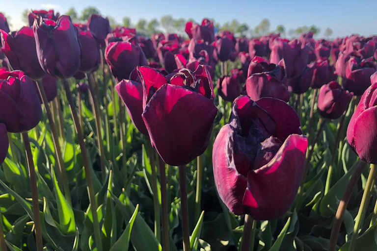 Au départ d'Amsterdam : Visite des tulipes à Keukenhof et visite de la ville de Delft