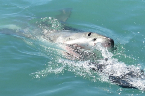 Van Kaapstad: Shark Cage Diving en Penguin Tour
