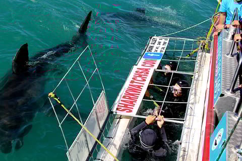 From Cape Town: Shark Cage Diving and Penguin Tour
