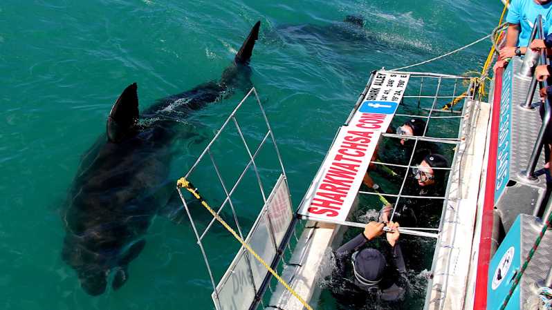 From Cape Town: Shark Cage Diving and Penguin Tour