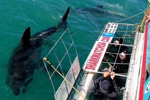 De Cape Town: plongée dans la cage des requins et visite des pingouins