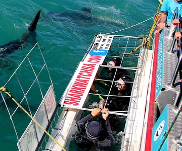 From Cape Town: Shark Cage Diving and Penguin Tour