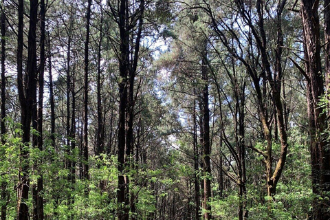 From Addis Ababa: Menagesha Suba Forest Hike with Picnic