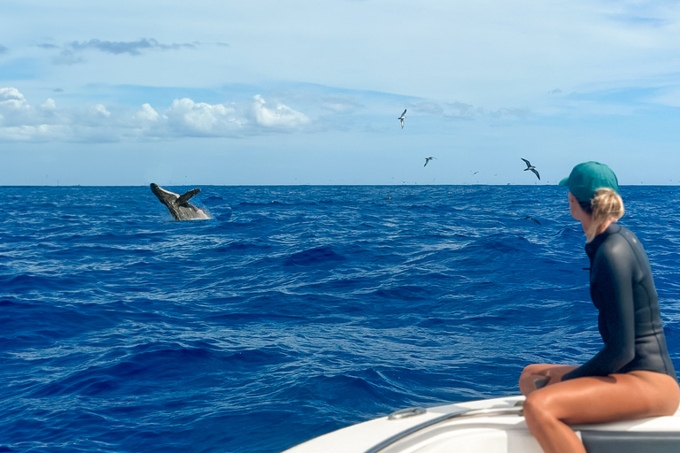 Waianae, West Oahu: Whale Watching Tour (Semi-Private Tour)