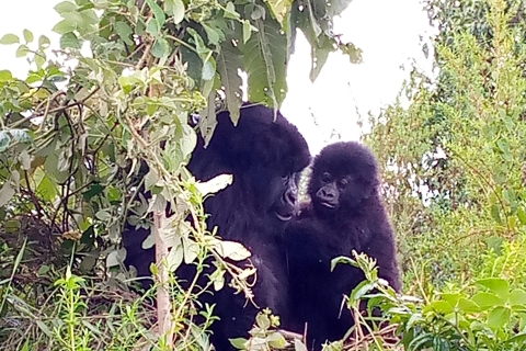 Two day Gorilla Trek via Kigali-Mgahinga Experience