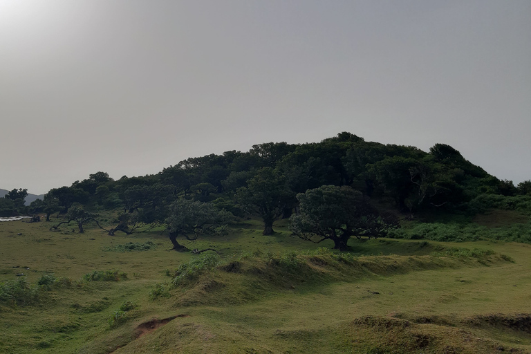 Madère : Visite privée de la forêt de FanalPrise en charge à partir de Madère Nord/Sud-Est