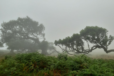 Madeira: Private Tour durch den FanalwaldFunchal Hafen Abholung