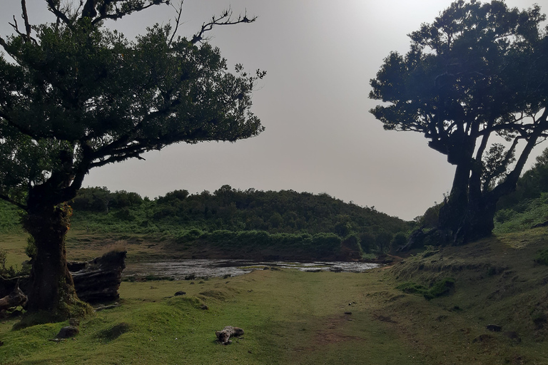 Madeira: Tour particular na Floresta do FanalRecolha no Norte/Sudeste da Madeira