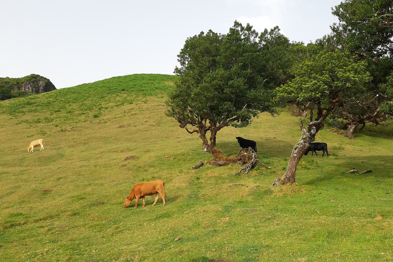 Madeira: Private Tour of Fanal Forest Pickup from North-West Madeira