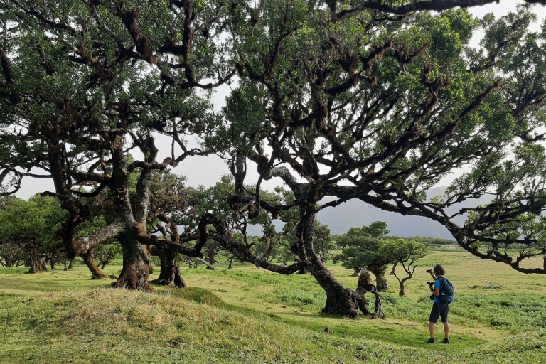 Madeira: privérondleiding door Fanal ForestOphalen van Noord-/Zuidoost-Madeira