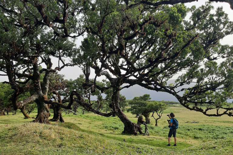 Madeira: Private Tour of Fanal Forest Pickup from North/South East Madeira