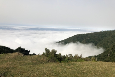 Madère : Visite privée de la forêt de FanalPrise en charge à partir de Madère Nord/Sud-Est