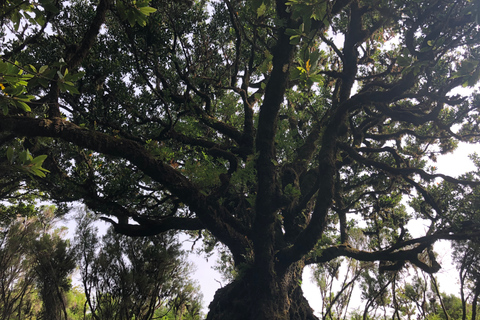 Madeira: Visita Privada al Bosque de FanalRecogida en el puerto de Funchal