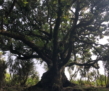 Madeira: Private Tour of Fanal Forest