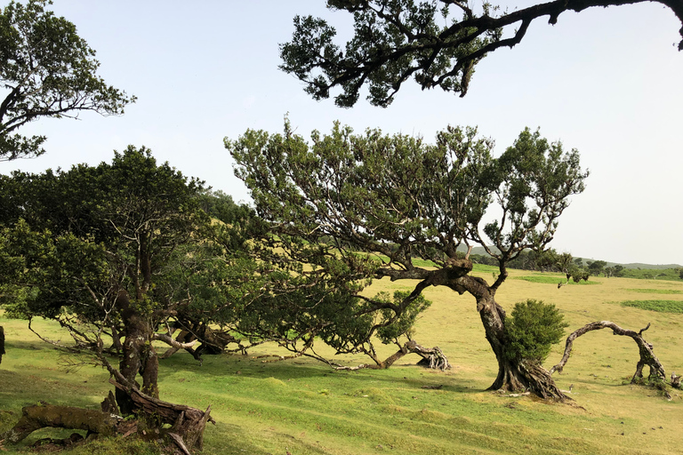 Madère : Visite privée de la forêt de FanalPrise en charge à partir de Madère Nord/Sud-Est