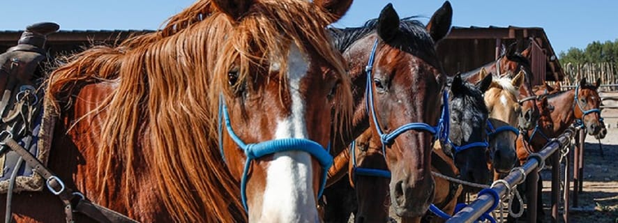 From Phoenix or Scottsdale: Horseback Riding & Sedona Tour
