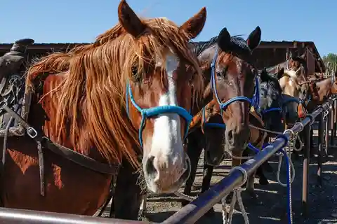 From Phoenix or Scottsdale: Horseback Riding & Sedona Tour