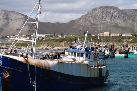Kapstadt: Haitauchen bei Gansbaai Harbour Private Tour