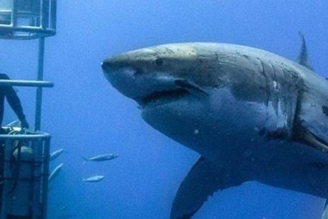 Ciudad del Cabo: tour privado de buceo con tiburones en el puerto de Gansbaai