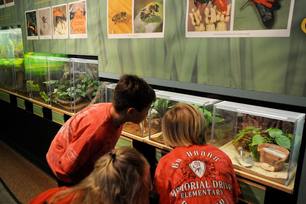 Museo di Scienze Naturali di Houston: biglietto per il Butterfly Center